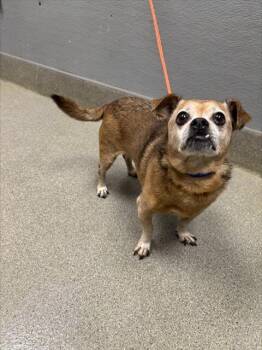 Rescue Beagle and Pug Dogs for Adoption in Las Vegas, Nevada - MARZ | PetCurious