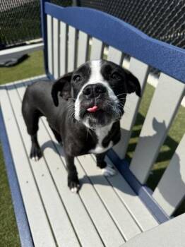 Buggie -  Mixed Breed Dog for Adoption in Lafayette, Indiana - Buggie | PetCurious