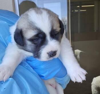 Great Pyrenees Dogs Available for Adoption in Kennewick, Washington - Rain | PetCurious