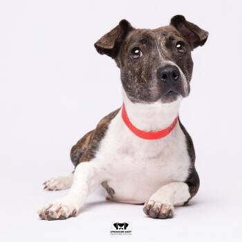 Terrier Dogs Available for Adoption in Tampa, Florida - Willa | PetCurious