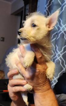 Faline (#360) -  West Highland White Terrier Westie Dog for Adoption in Twin Lakes, Wisconsin - Faline (#360) | PetCurious