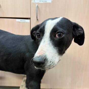 Mary -  Pointer and Mixed Breed Dog for Adoption in Evensville, Tennessee - Mary | PetCurious