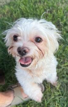 Rescue Shih Tzu Dogs for Adoption in Tempe, Arizona - Little Man | PetCurious