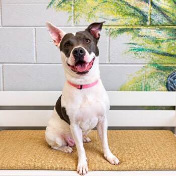 GEORGETTE -  Pit Bull Terrier Dog for Adoption in Cranston, Rhode Island - GEORGETTE | PetCurious