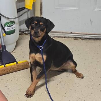 Flo -  Mixed Breed Dog for Adoption in Springboro, Ohio - Flo | PetCurious