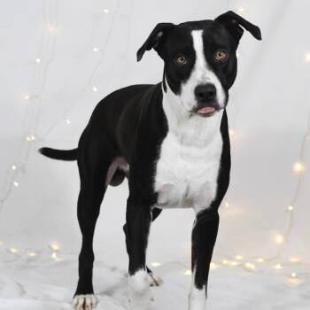 Andy -  American Bulldog Dog for Adoption in Defuniak Springs, Florida - Andy | PetCurious