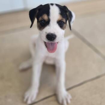 Cerra Pup: Mela -  Schnauzer and Mixed Breed Dog for Adoption in Falls Church, Virginia - Cerra Pup: Mela | PetCurious
