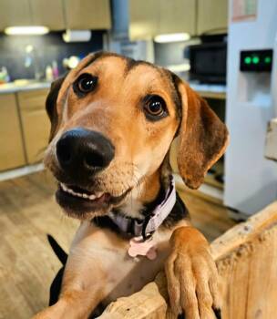Rescue Hound and German Shepherd Dog Dogs for Adoption in Chicago, Illinois - Shelby(REDUCED FEE!) | PetCurious