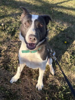 Rescue Pit Bull Terrier Dogs for Adoption in Estherville, Iowa - Bandit Blue | PetCurious