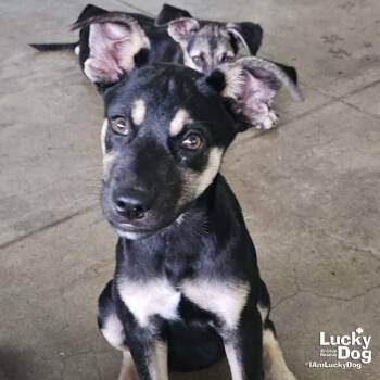 Fay -  Shepherd and Retriever Dog for Adoption in Washington, District Of Columbia - Fay | PetCurious