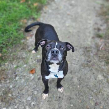 Rescue Pit Bull Terrier Dogs for Adoption in Springfield, Missouri - Rupert | PetCurious