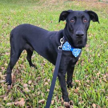 Rescue Black Labrador Retriever Dogs for Adoption in Seguin, Texas - Pickle | PetCurious