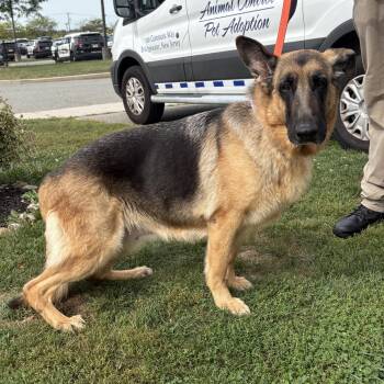 Rescue German Shepherd Dog Dogs for Adoption in Bridgewater, New Jersey - Jackie | PetCurious
