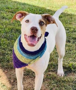 Rescue Terrier and Mixed Breed Dogs for Adoption in Seneca, South Carolina - Jules | PetCurious