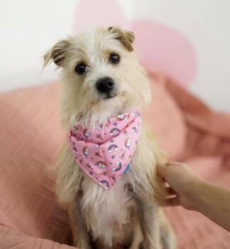 Samantha -  Terrier Dog for Adoption in Pasadena, California - Samantha | PetCurious