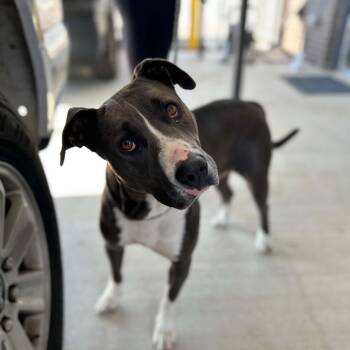 Mya -  Pit Bull Terrier Dog for Adoption in Manchester, Tennessee - Mya | PetCurious