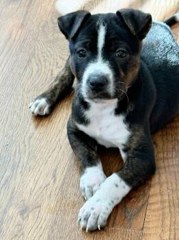 Australian Cattle Dog Blue Heeler Dogs Available for Adoption - Dave 2026 55 | PetCurious