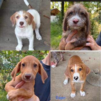 Enchanted, eager, Everly -  Hound Dog for Adoption in Seaside Heights, New Jersey - Enchanted, Eager, Everly | PetCurious