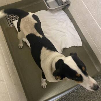 Matilda -  Hound Dog for Adoption in Harrisonburg, Virginia - Matilda | PetCurious