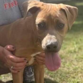 Black Mouth Cur Dogs Available for Adoption in Williston, Vermont - Jim | PetCurious