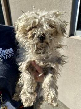 Mixed Breed Dogs Available for Adoption - Jill | PetCurious