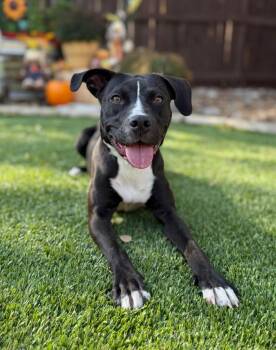 Rescue Labrador Retriever and Terrier Dogs for Adoption in Fairfield, Connecticut - Nugget | PetCurious