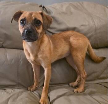 Vivi -  Pug and Puggle Dog for Adoption in Manvel, Texas - Vivi | PetCurious