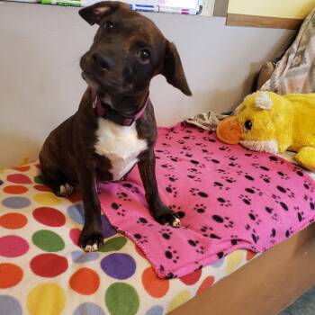 Boston Terrier and Jack Russell Terrier Dogs Available for Adoption in Middlebury, Indiana - Lizzi