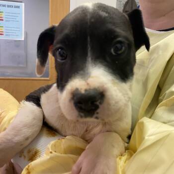 Rescue Mixed Breed Dogs for Adoption in Charleston, West Virginia - Cranberry Sauce | PetCurious