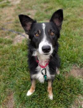 Skydive -  Border Collie Dog for Adoption in Santa Rosa, California - Skydive | PetCurious