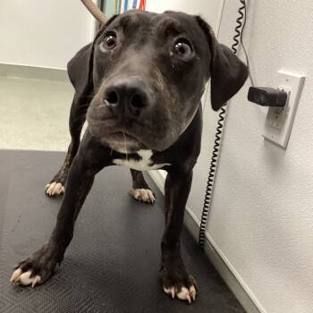 Rescue Great Dane and Pit Bull Terrier Dogs for Adoption in Abilene, Texas - Rodger | PetCurious