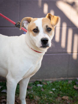 Rescue Mixed Breed Dogs for Adoption in Chamblee, Georgia - Manitoba - IN FOSTER | PetCurious