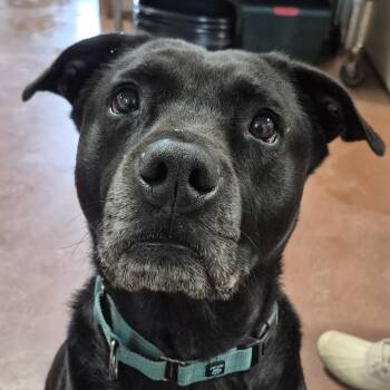 Mixed Breed Dogs Available for Adoption in Tioga, Pennsylvania - Hansi | PetCurious