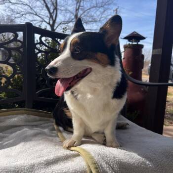 Cardigan Welsh Corgi Dogs Available for Adoption in Tulsa, Oklahoma - Mable | PetCurious