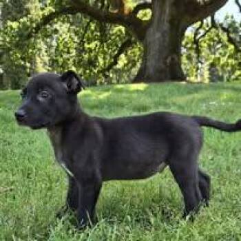 Lil Wayne -  Black Labrador Retriever Dog for Adoption in Silverton, Oregon - Lil Wayne | PetCurious