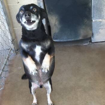 Rescue Chihuahua Dogs for Adoption in Midland, Texas - Jingleheimer | PetCurious