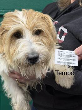 Jack Russell Terrier Dogs Available for Adoption in Blue Springs, Missouri - Tempo | PetCurious