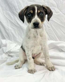 German Shorthaired Pointer and Australian Shepherd Dogs Available for Adoption - Ruger The Pointer Mix Puppy | PetCurious