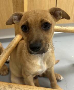 Kelso -  Chihuahua and Terrier Dog for Adoption in East Brunswick, New Jersey - Kelso | PetCurious