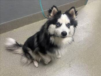 Siberian Husky and Pomeranian Dogs Available for Adoption - KEIKO | PetCurious