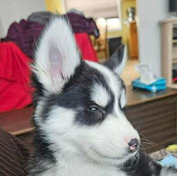 Husky Dogs Available for Adoption in Niagara Falls, Ontario - Odin (20260410-01) | PetCurious