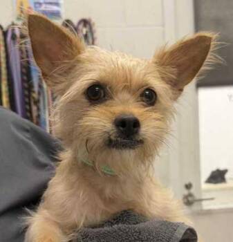 Gina -  Mixed Breed Dog for Adoption in Kansas City, Missouri - Gina | PetCurious