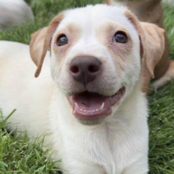 Biscuit -  Chihuahua and Dachshund Dog for Adoption in Midland, Texas - Biscuit | PetCurious