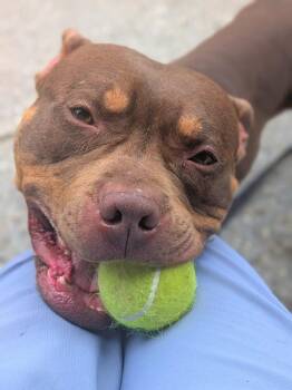 Midas -  Mixed Breed Dog Available for Adoption in Hyde Park, New York - Midas | PetCurious