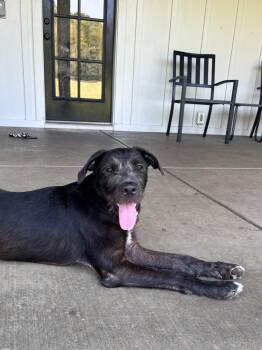 Maui -  Mixed Breed Dog for Adoption in Lexington, Kentucky - Maui | PetCurious