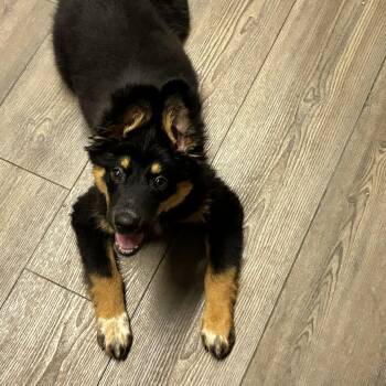 Huckleberry -  German Shepherd Dog Dog for Adoption - Huckleberry | PetCurious
