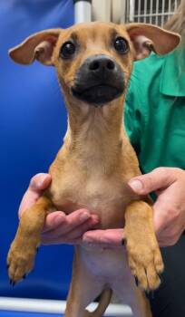 Itsy Bitsy -  Jack Russell Terrier and Miniature Pinscher Dog for Adoption in Richland Hills, Texas - Itsy Bitsy | PetCurious