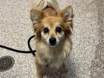 TANK -  Pomeranian and Mixed Breed Dog for Adoption in Pueblo, Colorado - TANK | PetCurious