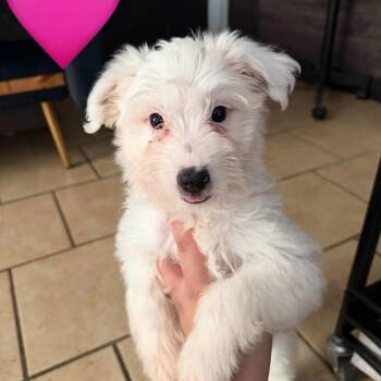 Princess -  Border Collie Dog for Adoption in Yuma, Arizona - Princess | PetCurious