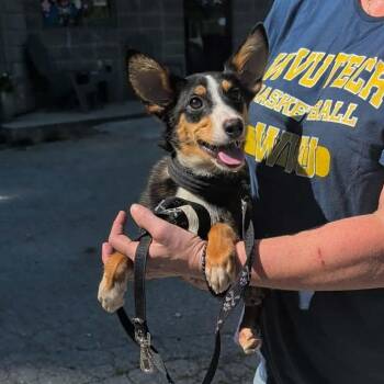 Foxy -  Rat Terrier and Australian Shepherd Dog for Adoption in Melbourne, Kentucky - Foxy | PetCurious